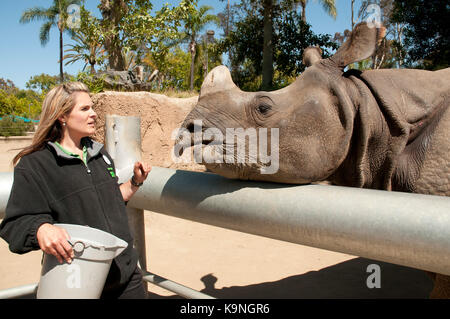 Gardien de Zoo nourrir un rhinocéros au zoo de San Diego, Balboa Park, California, USA Banque D'Images