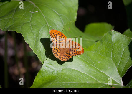 Papillon brésilien Banque D'Images