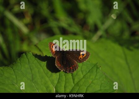 Erebia ligea butterfly Banque D'Images