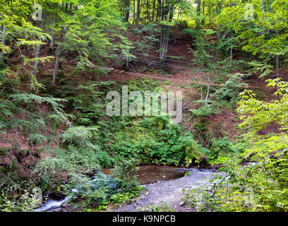 Sentier suspendu dans le taillis de la forêt de montagne dans la lumière du soleil du matin sur le ruisseau Banque D'Images