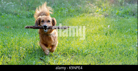 Red-haired et joyeux teckel chien jouant avec une branche sur une pelouse verte dans les rayons du soleil du soir Banque D'Images