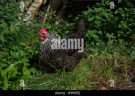 Speckledy Poulet hybride free range dans le jardin arrière. UK Banque D'Images