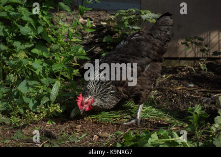 Même Speckledy hen butiner dans le jardin arrière. UK Banque D'Images