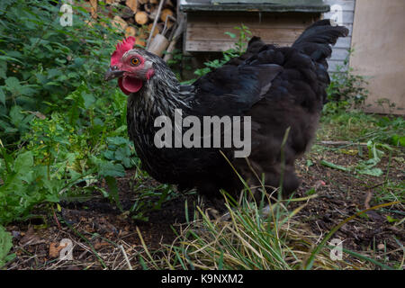 Speckledy Poulet hybride free range dans le jardin arrière. UK Banque D'Images