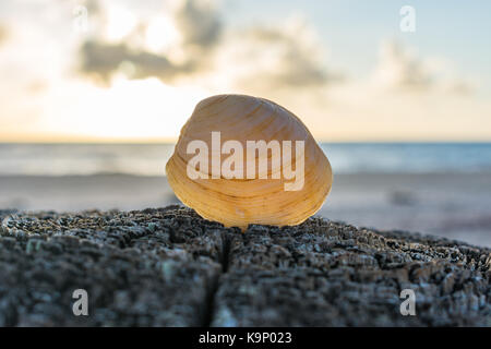 Close up de coquillage sur la plage avec le soleil du matin dans l'arrière-plan Banque D'Images