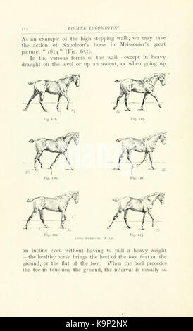 Cette référence tirée du livre 'points of the Horse' à la page 114 fournit un guide détaillé sur l'identification des caractéristiques de la structure physique d'un cheval. Banque D'Images