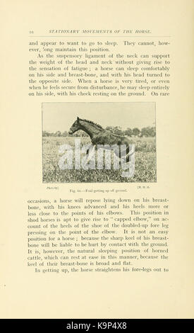 Points de la Horse (page 94) BHL21342918 Banque D'Images