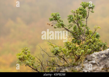 La botanique, l'écologie, la plantation concept. Quelques petits et doux bush est de plus en plus sur les pierres de la falaise, il comprend de fines lignes externes et des longues feuilles comme des aiguilles de conifères Banque D'Images