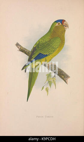 Les perroquets en captivité (Vol. 3. PL. 13) Petz conure de (8528371674) Banque D'Images