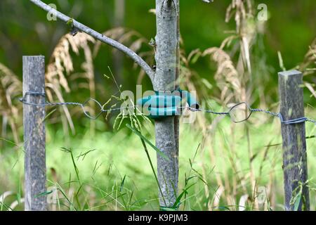 Jeune arbre d'un soutien pour la croissance de l'aide Banque D'Images