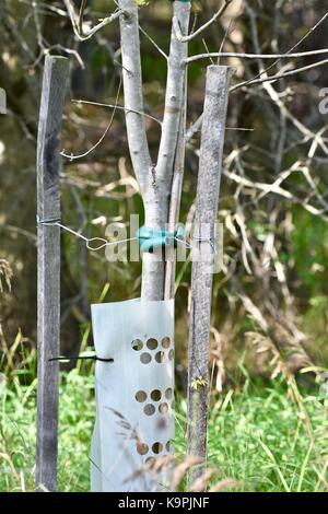 Jeune arbre d'un soutien pour la croissance de l'aide Banque D'Images
