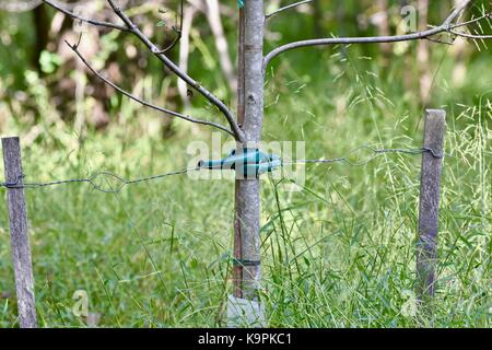 Jeune arbre d'un soutien pour la croissance de l'aide Banque D'Images