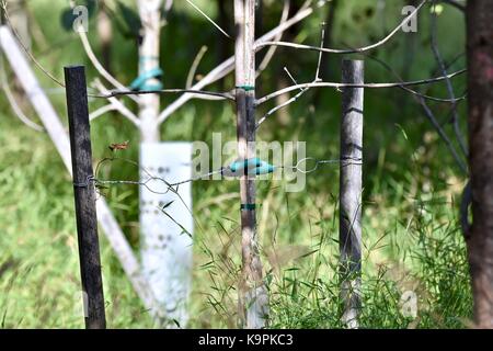 Jeune arbre d'un soutien pour la croissance de l'aide Banque D'Images