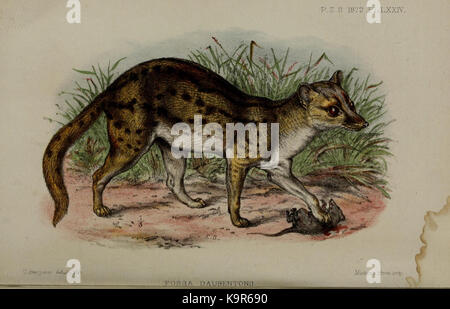 Actes de la Société zoologique de Londres (9465212701) Banque D'Images