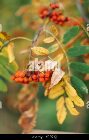 L'automne, l'environnement, la vie sauvage. concept d'automne spectaculaire close up de tas d'rowanberries aussi appelé mountain ash, feuilles de l'arbre sont partiellement jaune et sèche comme les petits fruits Banque D'Images