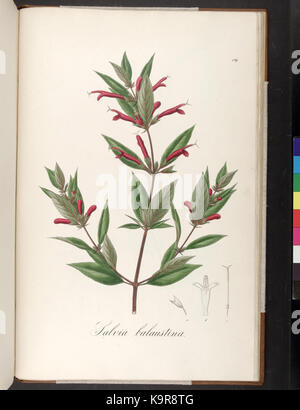 Icones et descriptiones Plantarum Brasiliae ineditae 189 hactenus (plaque) (6937689800) Banque D'Images