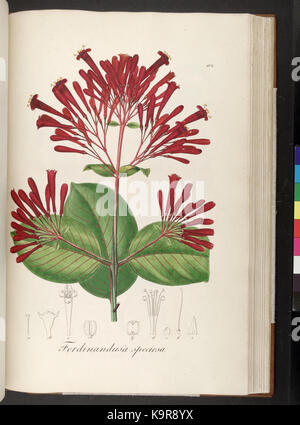 Icones et descriptiones Plantarum Brasiliae ineditae 108 hactenus (plaque) (6937635862) Banque D'Images