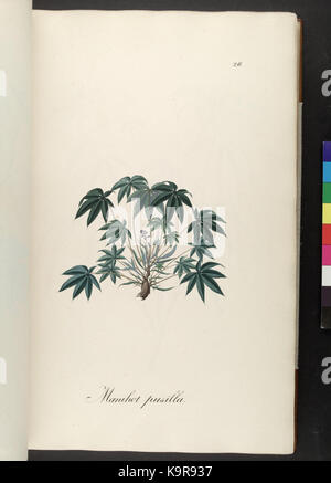 Icones et descriptiones Plantarum Brasiliae hactenus ineditae (plaque 26) (6937575088) Banque D'Images