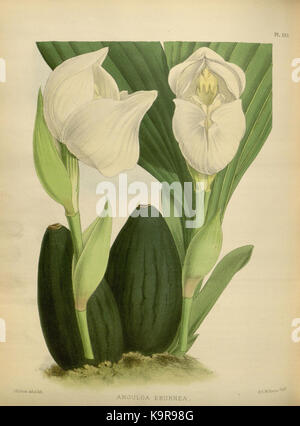 Une illustration botanique détaillée tirée de 'The Orchid album', volume 03, planche 133 (1884) par R. Warner & B.S. Williams. L'image fournit une représentation de haute qualité des espèces d'orchidées au XIXe siècle. Banque D'Images