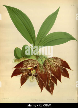 R. Warner & B. SC. Williams l'Orchid Album volume 04 (1885) 145 plaque Banque D'Images