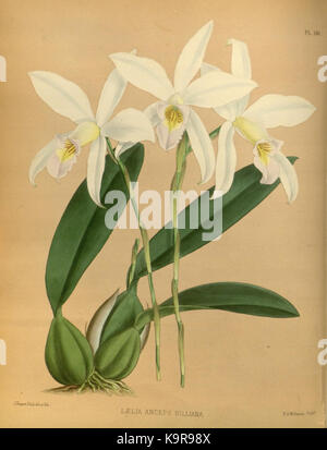 R. Warner & B. SC. Williams l'Orchid Album volume 04 (1885) 146 plaque Banque D'Images