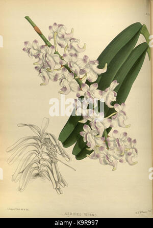 R. Warner & B. SC. Williams l'Orchid Album volume 04 (1885) 160 plaque Banque D'Images