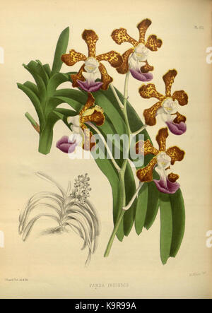 R. Warner & B. SC. Williams l'Orchid Album volume 04 (1885) 172 plaque Banque D'Images