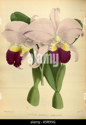 L'album Orchid, volume 04, planche 178, de R. Warner et B.S. Williams, publié en 1885, documente diverses espèces d'orchidées dans un travail botanique détaillé. Banque D'Images