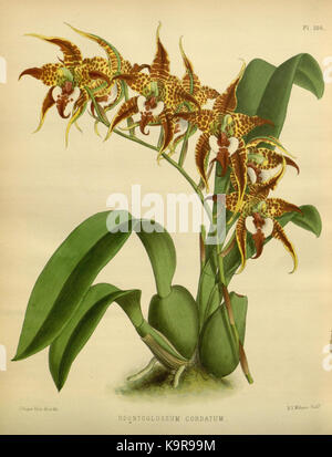 R. Warner & B. SC. Williams l'Orchid Album volume 04 (1885) 186 plaque Banque D'Images