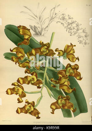 R. Warner & B. SC. Williams l'Orchid Album volume 04 (1885) 147 plaque Banque D'Images