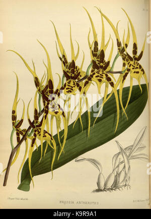 R. Warner & B. SC. Williams l'Orchid Album volume 04 (1885) 159 plaque Banque D'Images