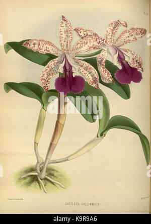 R. Warner & B. SC. Williams l'Orchid Album volume 04 (1885) 166 plaque Banque D'Images