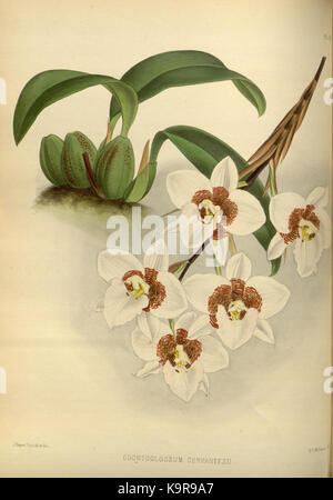 R. Warner & B. SC. Williams l'Orchid Album volume 04 (1885) 167 plaque Banque D'Images