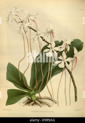 R. Warner & B. SC. Williams l'Orchid Album volume 04 (1885) 179 plaque Banque D'Images