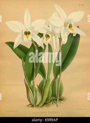 R. Warner & B. SC. Williams l'Orchid Album volume 04 (1885) 190 plaque Banque D'Images