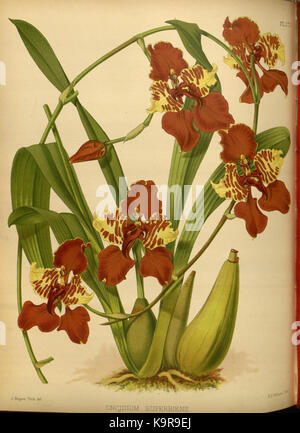 Cette plaque de l'édition de 1887 de 'The Orchid album', créé par R. Warner et B.S. Williams, représente une illustration complexe d'une espèce d'orchidée spécifique, contribuant à la documentation scientifique des espèces végétales à la fin du XIXe siècle. Banque D'Images