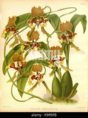 R. Warner & B. SC. Williams l'Orchid Album volume 07 (1888) 315 plaque Banque D'Images