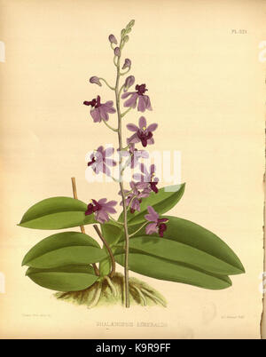 R. Warner & B. SC. Williams l'Orchid Album volume 07 (1888) 321 plaque Banque D'Images