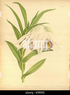 Cette illustration tirée de 'The Orchid album', volume 7, planche 326, présente une représentation botanique détaillée d'une espèce d'orchidée. L'album, créé par R. Warner et B.S. Williams, documente diverses variétés d'orchidées avec précision et compétence artistique. Banque D'Images