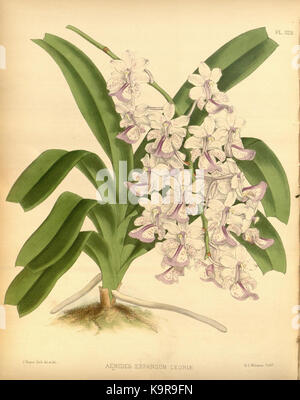 R. Warner & B. SC. Williams l'Orchid Album volume 07 (1888) 328 plaque Banque D'Images