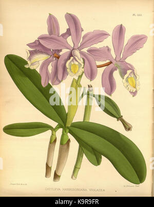 R. Warner & B. SC. Williams l'Orchid Album volume 07 (1888) 333 plaque Banque D'Images