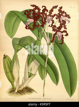 R. Warner & B. SC. Williams l'Orchid Album volume 07 (1888) 335 plaque Banque D'Images