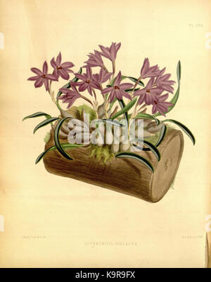 La planche 291 de 'The Orchid album' illustre une espèce d'orchidée, soulignant la beauté délicate et la précision botanique détaillée typiques des illustrations botaniques du XIXe siècle. La pièce a été publiée dans le cadre d'un travail scientifique sur les orchidées. Banque D'Images