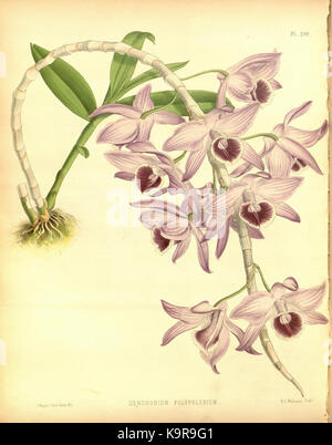 R. Warner & B. SC. Williams l'Orchid Album volume 07 (1888) 299 plaque Banque D'Images