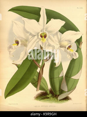 R. Warner & B. SC. Williams l'Orchid Album volume 07 (1888) 329 plaque Banque D'Images