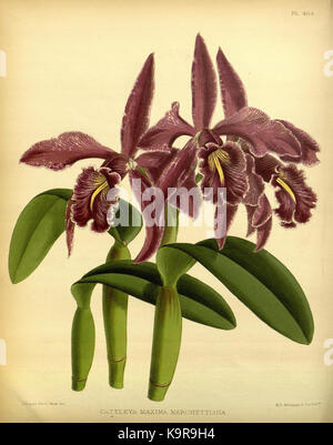 L'album Orchid, volume 9, planche 404, présente une illustration d'orchidées, mettant en valeur l'art botanique détaillé de la fin du XIXe siècle et contribuant aux études botaniques. Banque D'Images