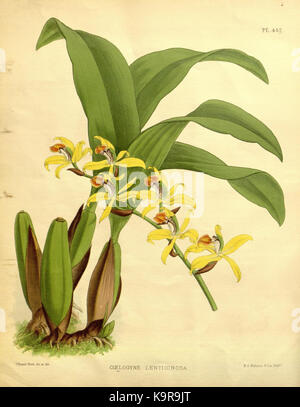 Cette image est tirée du volume 10 de 'The Orchid album', montrant une illustration botanique détaillée des orchidées, créée par R. Warner et B.S. Williams en 1893. Banque D'Images