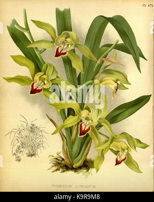 Cette illustration botanique tirée de 'The Orchid album', volume 10, présente des représentations détaillées de diverses espèces d'orchidées, publiées en 1893. Il représente une contribution significative à la science botanique. Banque D'Images
