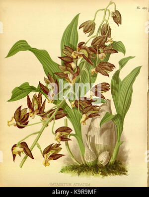 Une illustration tirée de 'The Orchid album' de R. Warner et B.S. Williams, volume 10, planche 480, publiée en 1893. La plaque présente une représentation détaillée de diverses espèces d'orchidées, contribuant à l'étude botanique des orchidées. Banque D'Images