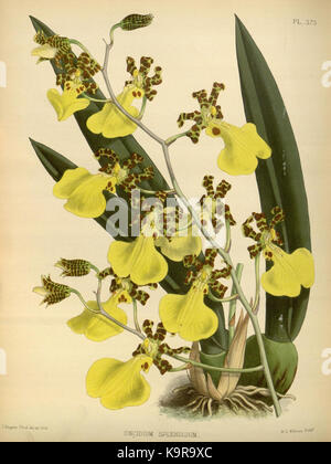 Une illustration botanique historique tirée de 'The Orchid album', volume 8, planche 373, créée par R. Warner et B.S. Williams en 1889, présentant des représentations détaillées d'orchidées de la collection Missouri Botanical Garden. Banque D'Images